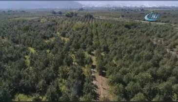 Bursa'da bu armutları görenler şaşkın!