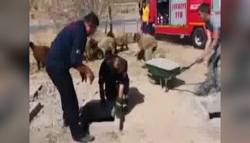 Kuyuya düşen 37 koyun kurtarıldı