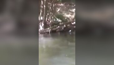 Bursa'da yıllar sonra su samuru görüntülendi!