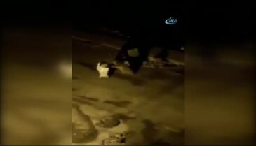 Aç kalan yavru ayı çöp konteynerini götürdü