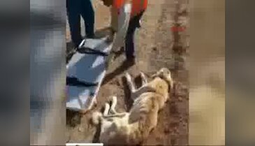 Açlıktan ölmek üzereyken bulunan köpek hayata döndürüldü
