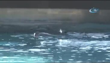 Bursa hayvanat bahçesinin gözdesi penguen ve foklar