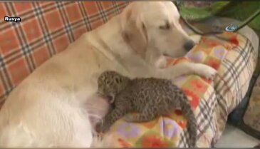 Köpek leopara annelik yapıyor