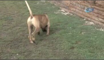 Bursa'da sayaç okuyanlara köpek eğitimi