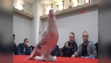 Bursa'da bu güvercinlerin her biri, lüks araba değerinde