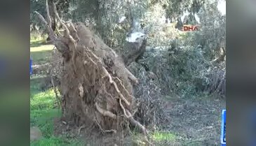 Bursa Mudanya'da ağaçları kesilen zeytin üreticisi çözüm bekliyor