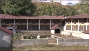 Bursa'da "İndio gigante"nin çifti 8 bin 300 liraya satıldı