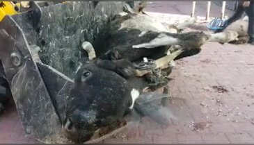 Bursa'da ineği sayesinde ölümden kurtuldu