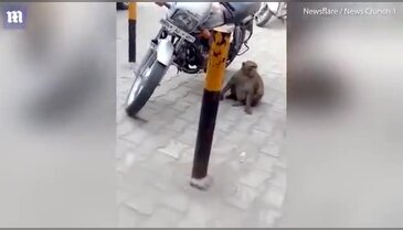 Beklenmedik bağımlılık, maymuna muzu bıraktırdı