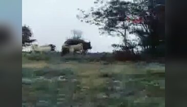 Sürüye saldıran ayıyı çoban köpeği uzaklaştırdı