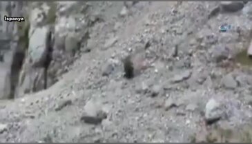 Domuzu uçurumdan yuvarladılar