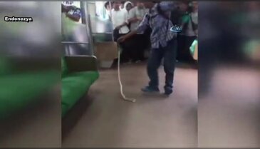 Trenden çıkan yılanı böyle öldürdü
