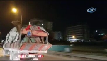 Bursa'da şaşırtan 3 develi yolculuk!