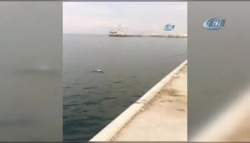Bursa'da balık beklerken oltaya martı takıldı