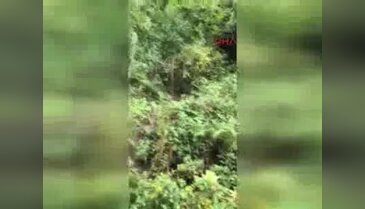 Kapana sıkışan ayıya taş ve sopa yağdırdılar!