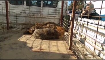 Bursa'da gölete düşen çakallar için kurtarma operasyonu
