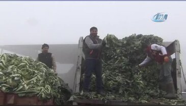 Bursa İnegöl'de soğuk hasat
