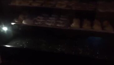 İstanbul'da fareli pastane kapatıldı!