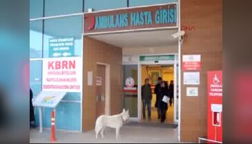 Bursa'da sadık köpek acil kapısında sahibini böyle bekledi