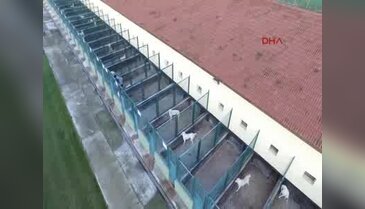 Bursa'da bu köpekleri almak isteyenlere 7 ay bekliyor!
