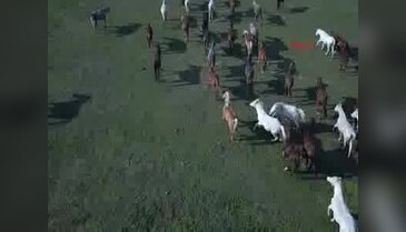600 yıldır Bursa'da yetiştiriliyorlar! 7 kuşak seceresi belli...