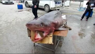 Bursa Mudanyalıların köpek balığı sevgisi