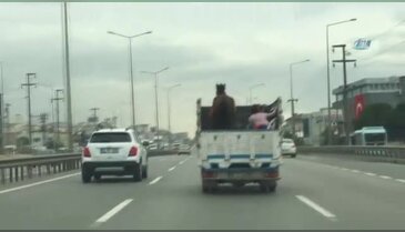 Kamyon kasasında 'at'la yolculuk