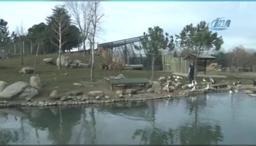 Bursa'da yazdan kalma günler kızıl geyikleri de etkiledi
