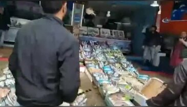 Davullu zurnalı hamsi sevinci