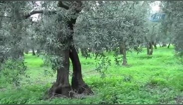 Define aradılar! Bursa'da zeytin tarlasında 2 metre derinliğinde çukur