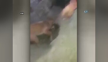 Toprak altında kalan yavrularını kurtarmayı başardı