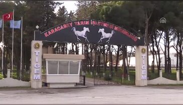 Baba Mevlüt, Bursa TİGEM'in aygır kadrosuna dahil edildi