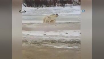 Ayının oyun arkadaşı bir köpek!