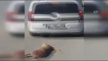 Tam anlamıyla 'canilik'