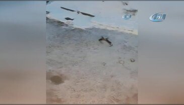 Tavşanların kavgası kameralara takıldı
