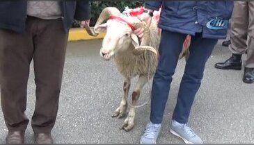 Bursa'da Zeytin Dalı Harekatı'na katılan askerler için kurban kesildi
