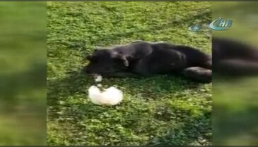 Büyük vicdansızlık! Köpeğin bağırsaklarını...