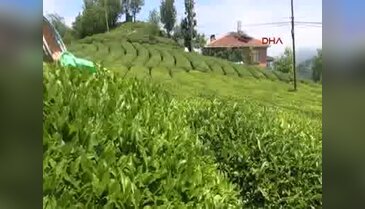 Kilosu 4 bin 500 lira ama tamamı satıldı!