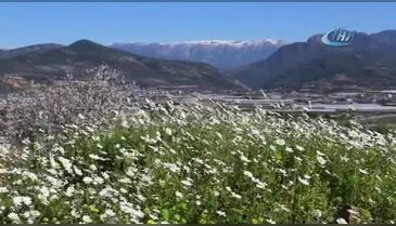 İlk cemre düştü! Antalya'ya bahar geldi