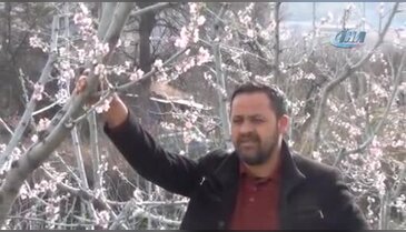 Bursa'da şeftaliler çiçek açtı