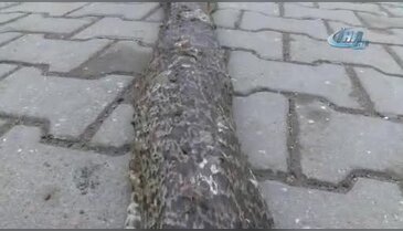 İlçede piton paniği!