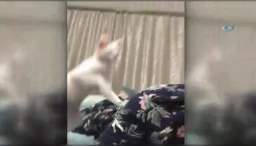 Öpülmek istemeyen kedi...