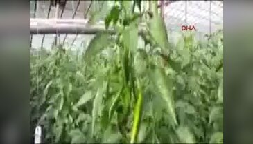Dikkat çekmek isteyen 19 yıllık öğretmen açığa alındı