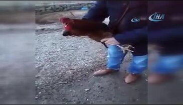 Bıçağı gören horoz 'anne' deyince kurtuldu