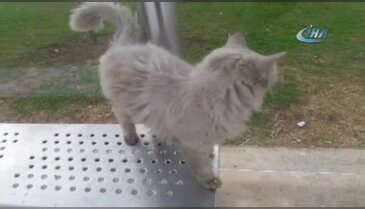 İstenmeyen kedi için yazı astı, paylaşım rekoru kırdı