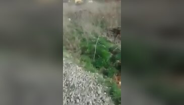 Kayseri'de eski imam köpeğe tecavüz ederken yakalandı