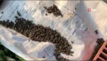 Bursalı arıcılar toplu ölümlerle ilgili suç duyurusunda bulundu