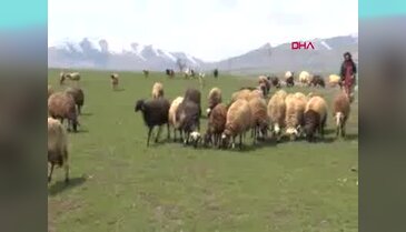 Kar hapsinden kurtulan çobanın türkülü sevinci