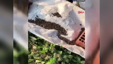 Bursalı arıcılar toplu ölümlerle ilgili suç duyurusunda bulundu - 2
