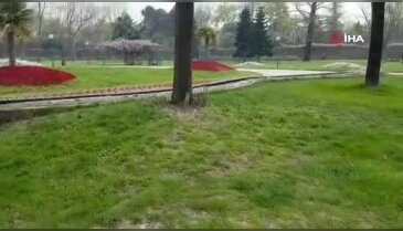 Bursa'da parkta sincap gören gençlerin şaşkınlığı kamerada